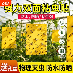 达豪农庄宝果蝇诱粘板诱捕器果实蝇瓜实蝇桔小实蝇针蜂害虫粘胶