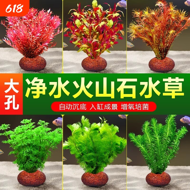 鱼缸火山石水草植物造景专用真草水培蜈蚣草绿菊净化水质增氧养鱼