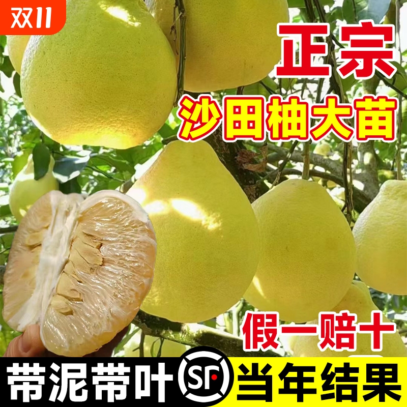 广西容县沙田柚子树苗