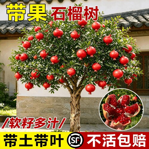 石榴树苗突尼斯无籽庭院果树盆栽老桩带果发货超大号南方北方耐寒