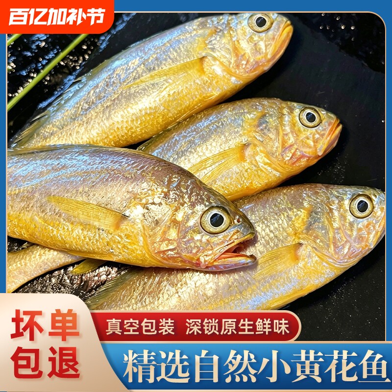 舟山小黄花鱼烧烤专用冰鲜野生深海鲜活黄鱼新鲜冷冻整箱商用批发