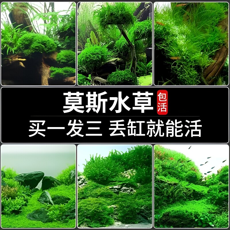 鱼缸大三角莫斯水草慕斯造景水草片散装球沉木垂泪前景草专用生态