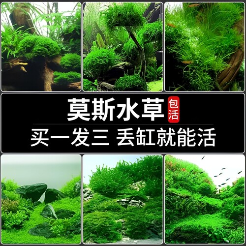 莫斯水草鱼缸造景前景慕斯片沉木