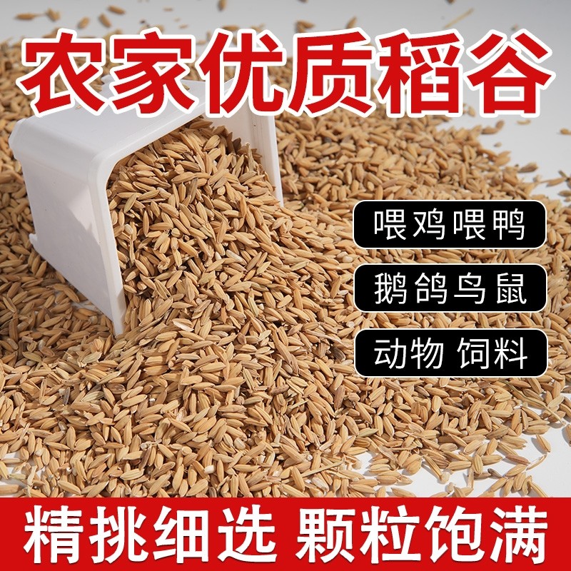 农家稻谷喂鸡鸭鹅仓鼠厂家直销批发带壳谷子粮食饲料酿酒优质水稻