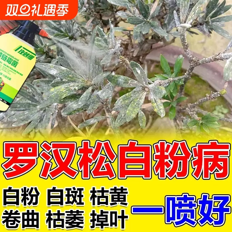 罗汉松白粉病专用药养花杀菌一喷净菌立清杀菌剂花卉植物通用药肥