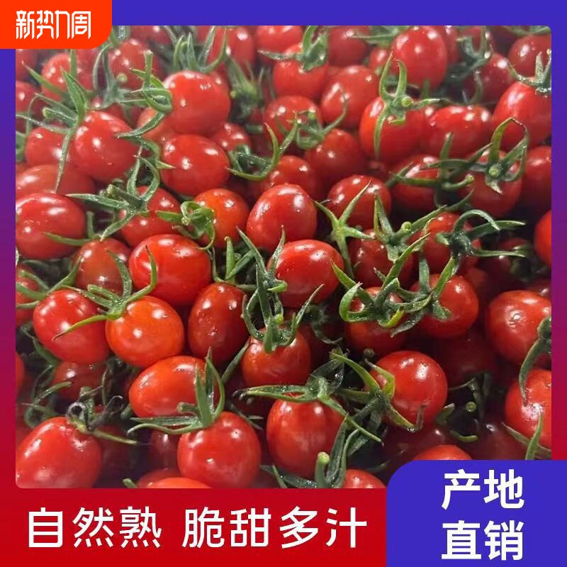 【现摘现发】正宗电白冰糖千禧圣女果小番茄樱桃现摘现发孕妈爆汁