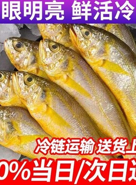 野捕黄花鱼新鲜鲜活冷冻小黄鱼生鲜深海鱼海鲜水产批发年货节三斤