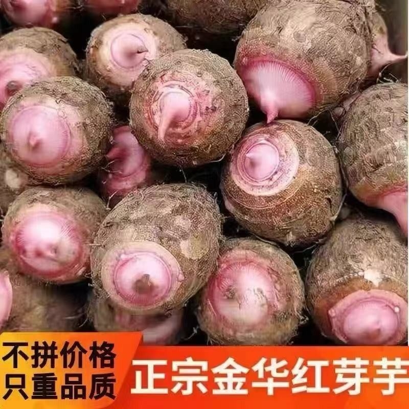 现挖红芽芋头新鲜农家软糯小芋头