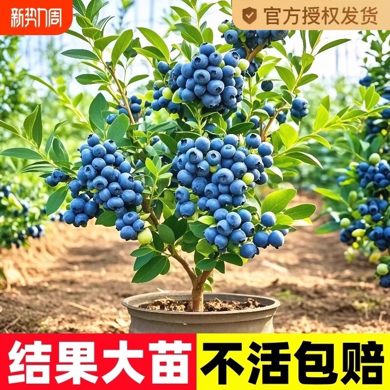 蓝莓树果苗l25蓝莓苗盆栽带果地栽果苗特大号薄雾南北方种植果树