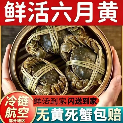 鲜活大闸蟹六月黄产地直发