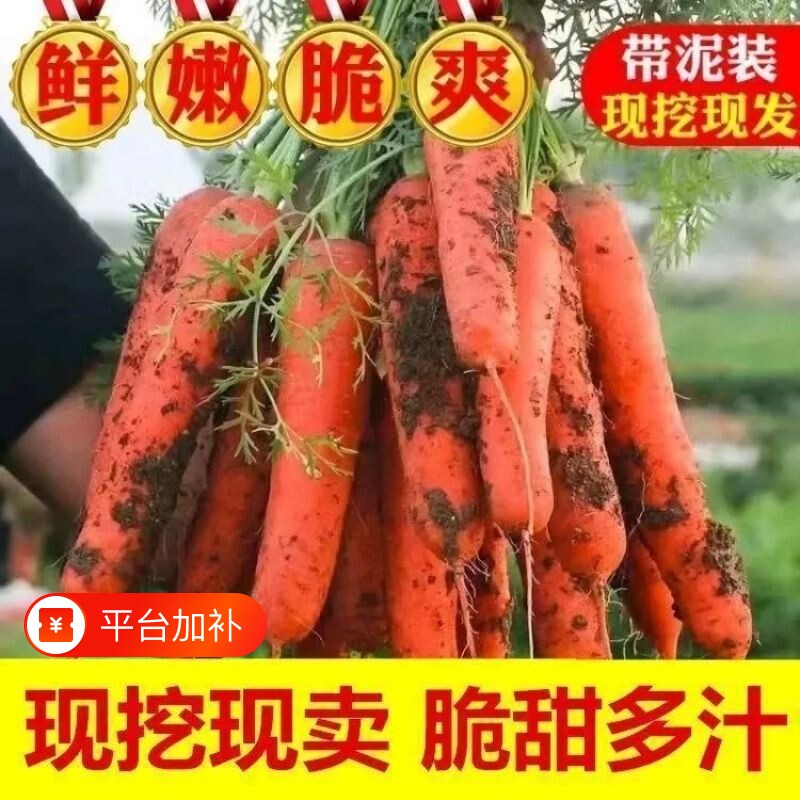 农家现挖新鲜胡萝卜沙地脆甜红胡萝卜当季新鲜蔬菜整箱包邮