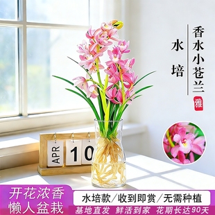 水培香水兰花苗粉桃四季 好养带花苞室内耐阴花卉绿植盆栽开花客厅