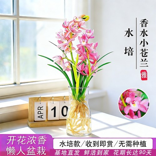 水培香水兰花苗粉桃|千人加购