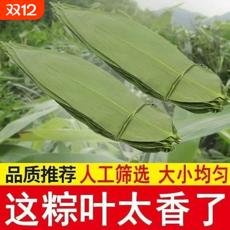 干粽叶大宽叶野生粽子叶烘干大号家用大粽叶子包端午无添加更干净