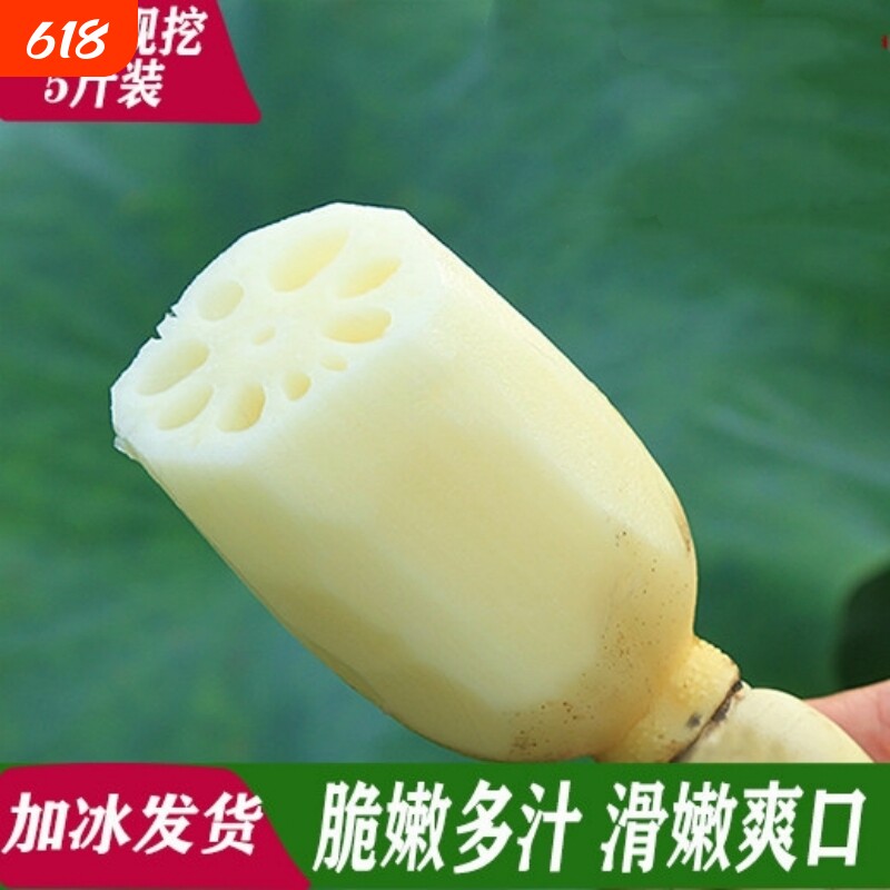 脆藕新花藕脆嫩多汁湖北洪湖新鲜莲藕水果藕脆莲藕清炒凉拌莲菜藕