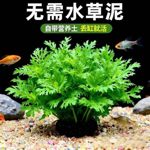 水罗兰坨草鱼缸造景水草植物