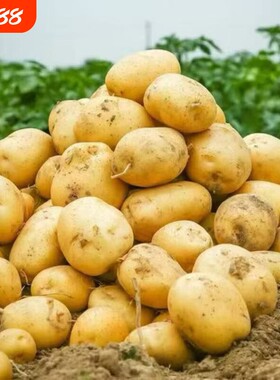 正宗河南黄皮黄心土豆当季马铃薯洋芋整箱包邮新鲜蔬菜