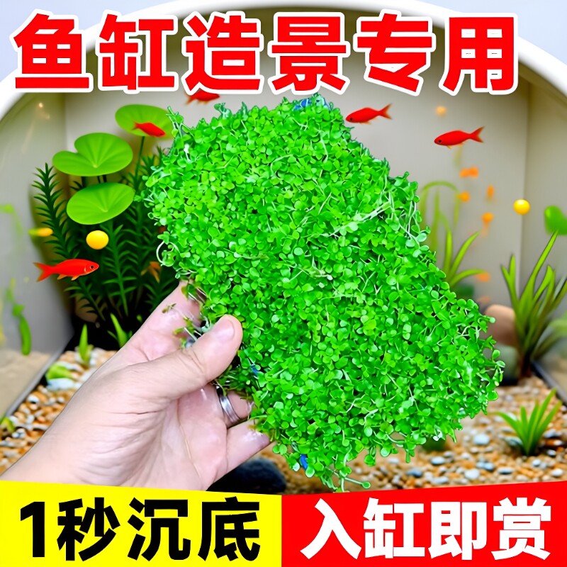 爬地矮珍珠水草日本趴地矮珍珠植物生态鱼缸造景专用草坪净化水质