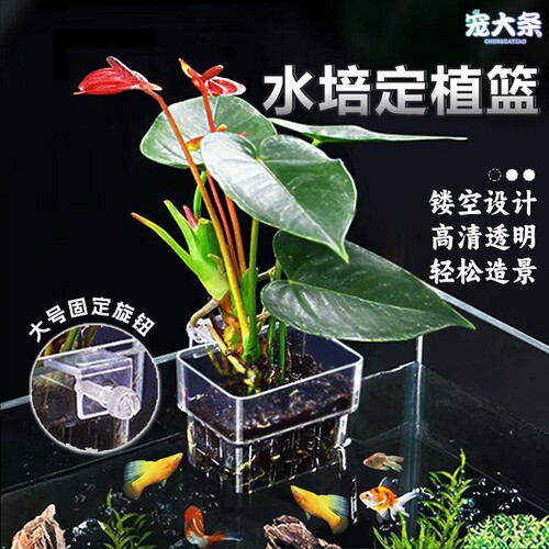 水培架定植篮水草杯|千人收藏