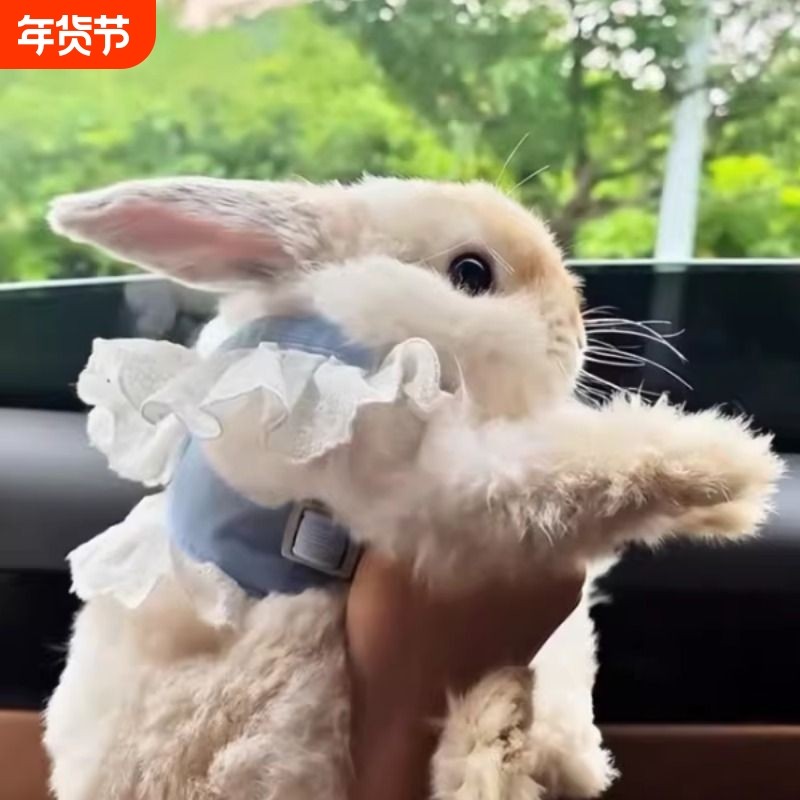小兔子胸背衣服jk裙外出专用牵引绳防挣脱防丢绳子宠物衣服胸背带,宠物/宠物食品及用品,兔兔服饰,淘宝优惠券,粉丝福利购,淘宝优惠卷
