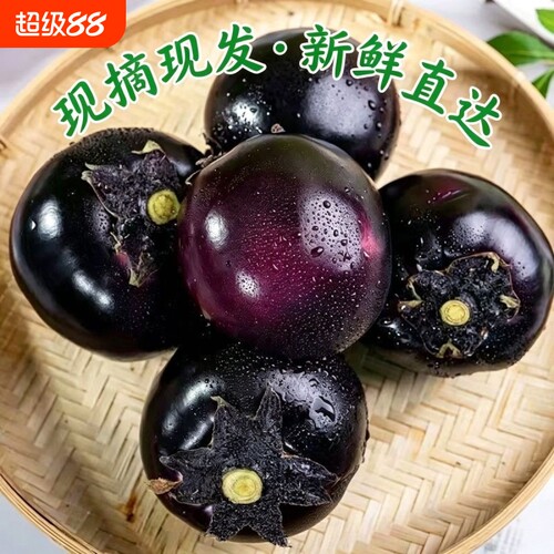 山东紫黑圆茄子新鲜大圆茄子当季蔬菜农家自种时令炒菜食用现摘