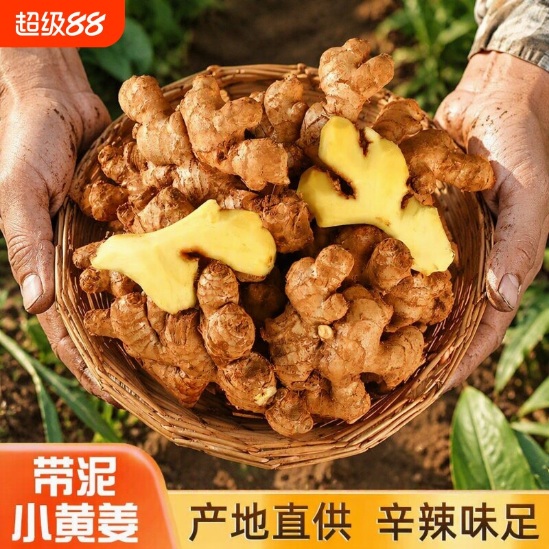 新鲜现挖老姜小黄姜生姜辛辣十足图片