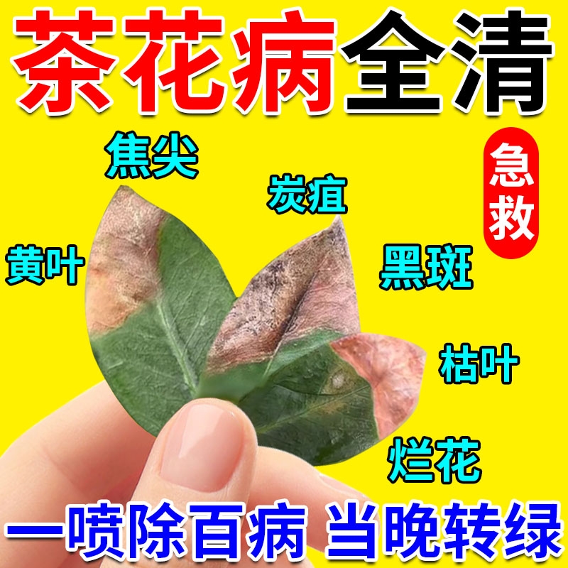 茶花叶枯病专用药炭疽病杀菌药防枯叶黄叶焦尖营养液肥植物养花