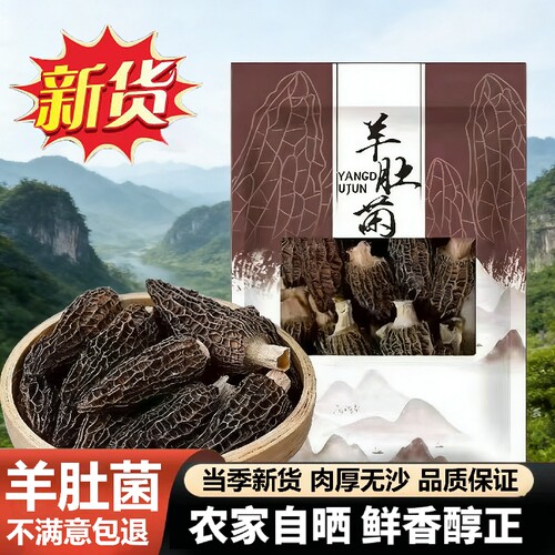 【果官宣】高山羊肚菌新鲜食材精选深山干货菌菇煲汤批发食材