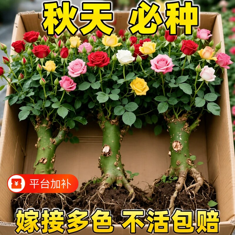玫瑰花苗老桩盆栽花卉多季节开花绿植物月季老根阳台四季种植庭院