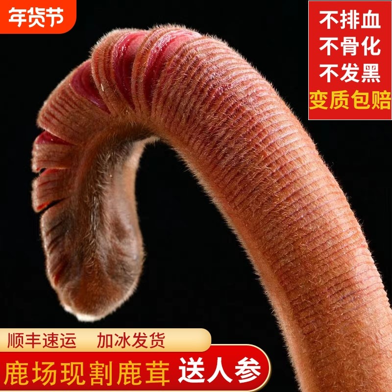 东北鲜鹿茸整根梅花鹿茸整枝鹿角新鲜带血鹿茸片头茬泡酒药材正品