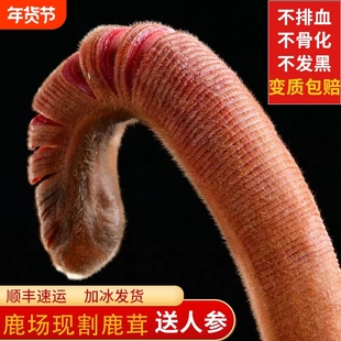 东北鲜鹿茸整根梅花鹿茸整枝鹿角新鲜带血鹿茸片头茬泡酒药材正品