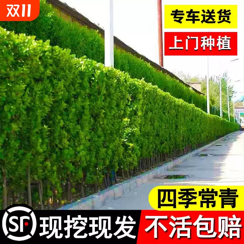 柏宜斯不开花多年生种下成型
