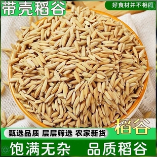 稻谷水稻稻子带壳粮食喂鸡鸭鹅鸽鸟仓鼠宠物饲料大米谷子玉米新鲜