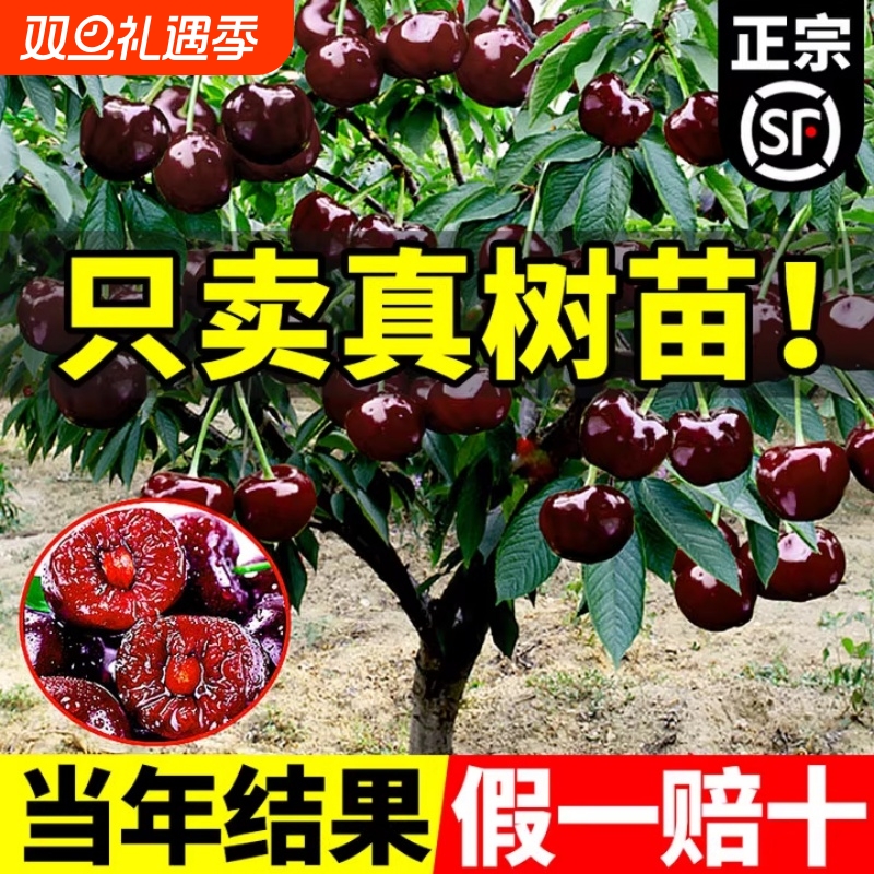 车厘子树苗果树盆栽矮化特大樱桃树苖南方北方种植果苗嫁接庭院