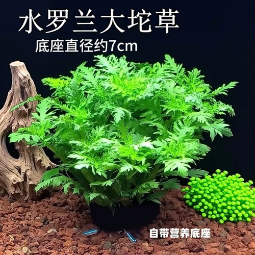 养鱼水罗兰坨草自带坨基造景阴性增氧净水后景新手水草植物好养活