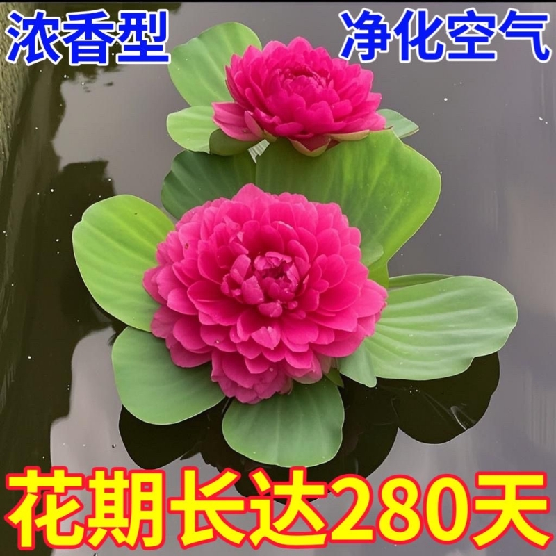 水芙蓉花卉四季开花养鱼虾水培绿植水质庭院好养浓香水生花期观赏