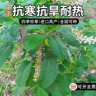美洲商陆种子1斤绿肥吸纳重金属垂序十蕊果园护坡草种籽