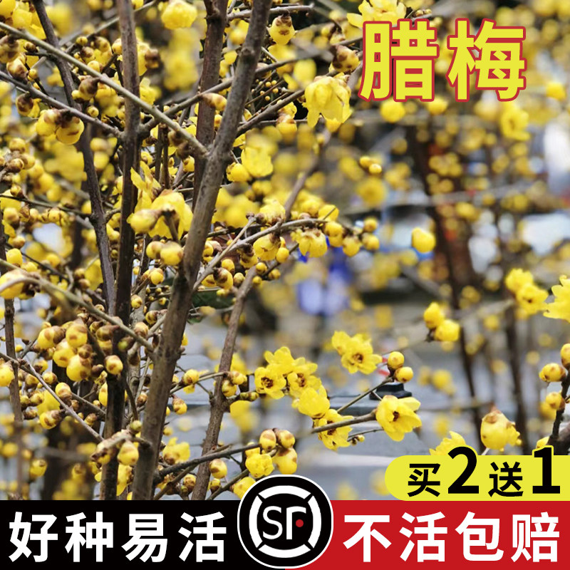 腊梅种子 狗牙梅榆叶梅珍珠梅乌梅树 红梅花种子素黄心腊梅树种子