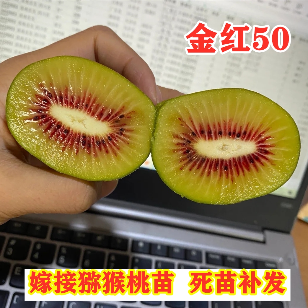 金红50猕猴桃苗嫁接黄金奇异果苗盆栽地栽红心猕猴桃树苗当年结果