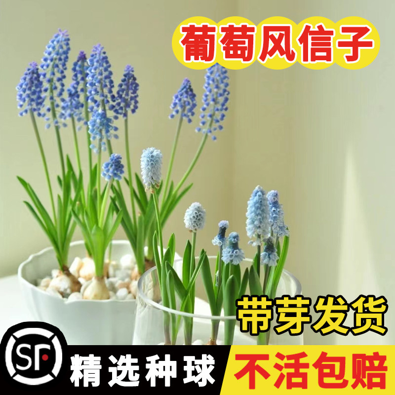 水培葡萄风信子种球土培盆栽进口花卉种子秋冬四季开花风信子百合