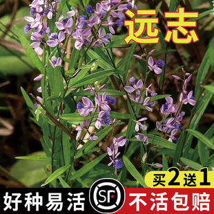 远志种子抽芯远志苗材非野生远志种籽特级500g克可做茶