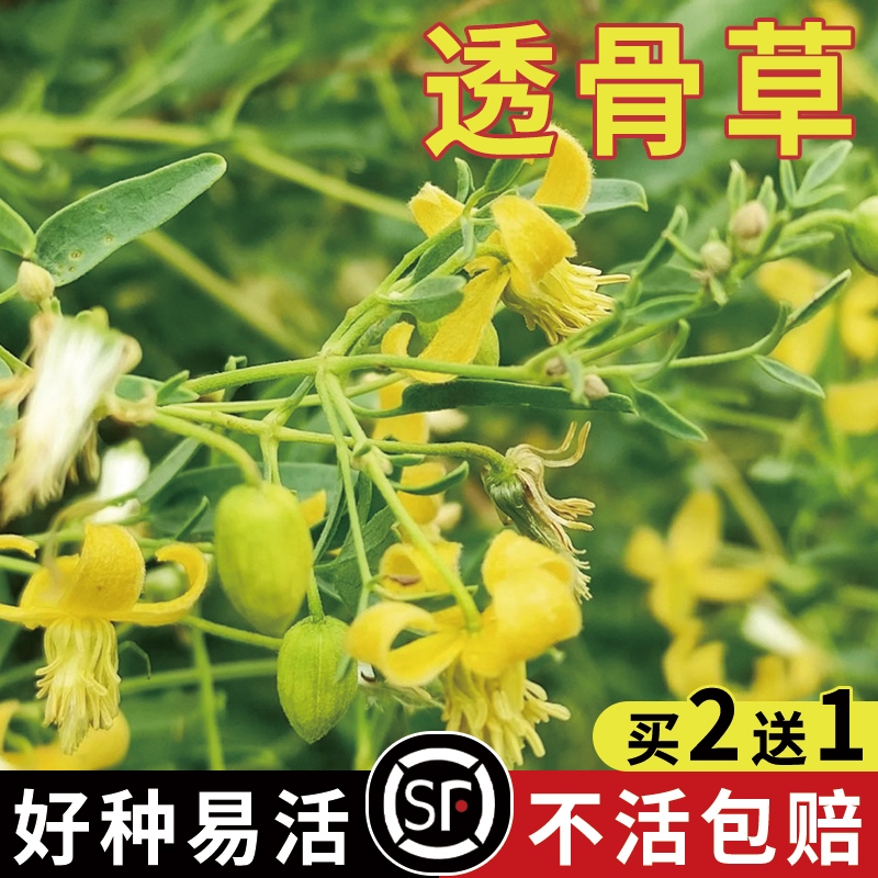 透骨草种子 珍珠透骨草籽 散装野生材中草药春季药材种子