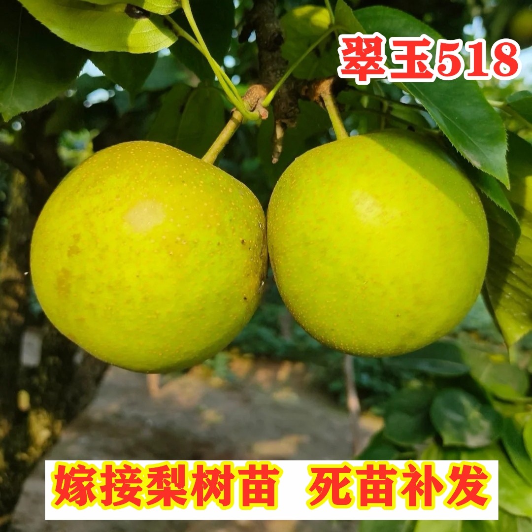 翠玉518梨树苗嫁接早熟特大脆甜翡翠梨苗南北方种植果树盆栽地栽