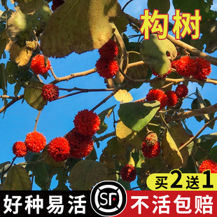 构树种子 构桃树 构乳树 楮树 楮实子 沙纸树假杨梅 杂交构树种子