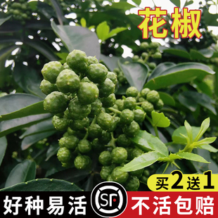 大红袍花椒种子  九叶花椒树种子青花椒种子带刺篱笆植物