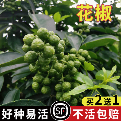大红袍花椒种子  九叶花椒树种子青花椒种子带刺篱笆植物