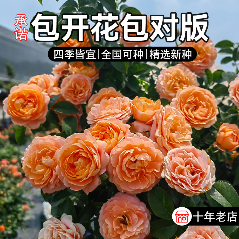 玫瑰花种子四季开花易活花种籽子室内盆栽室外庭院绿植物鲜花种孑