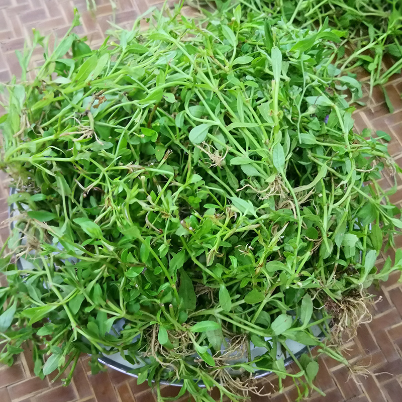 特价中草药野生泥花草新鲜潮汕青草田槟榔原生态锯齿草五月莲500