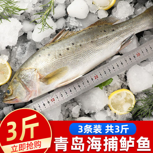 海鲈鱼鲜活冷冻特大花鲈鱼顺丰