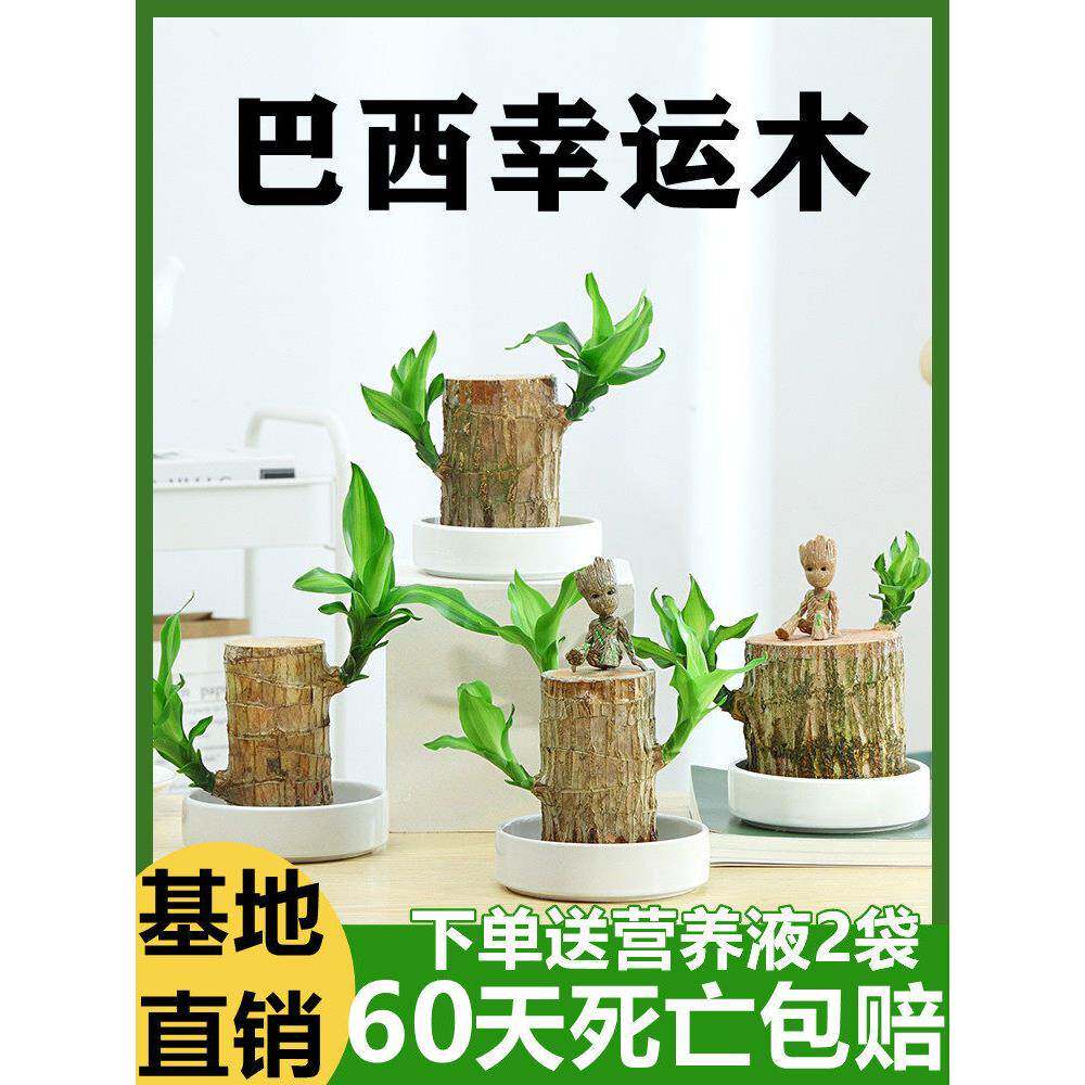 水培绿植巴西木幸运木水养盆栽办公室好养室内花卉卧室客厅植物
